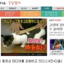 라이코스 아이뉴스24
