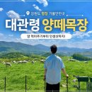 대관령마루길 | 강릉에서 서울 가는 길, 마지막 여행지로 딱! 아이와 가기 좋은 대관령 양떼목장 후기