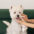 리카