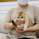 수원고양이분양 고사남 본점 네이버블로그