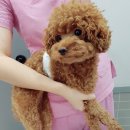 본오365동물병원 이미지