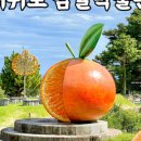 감귤박물관 위 이미지