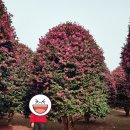 (주)동백투어