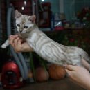 효민님의 뱅갈고양이 이미지