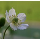 아네모네 이미지