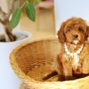 퍼피로운 이미지