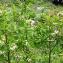 대야농장 이미지