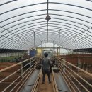 알콩달콩 흑염소 이미지