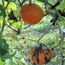 선사농원 이미지