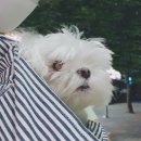 이쁘개(이동애견미용) 이미지