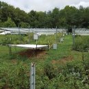 GOOD LIFE DOG 이미지