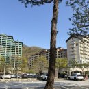 소노펫 스위트 펫클럽 파크뷰 후기