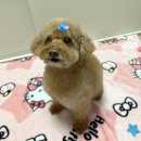 깔꼼 애견미용실 | [인천 청라] 개설렘 애견미용 추천✂️🐶