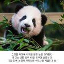 🐼 푸바오가 가진 월드레코드 🐼 이미지