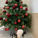 스테이 태정93 이미지