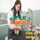 도그프렌즈 이미지