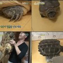 거북농장 이미지