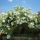 삼보농장 이미지