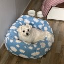 멍구름 | 귀여운 강아지 방석 추천, 멍템 구름 사각 방석 솔직후기