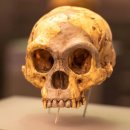 Team Corn Field 이미지