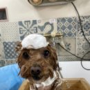 그루머공간 이미지