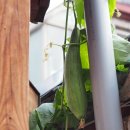 통인한약국 이미지