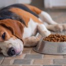 가야동물병원 이미지