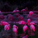 플라밍고 이미지