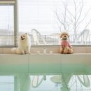 DOG채 애견스테이 이미지