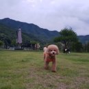 댕댕이 운동장 이미지