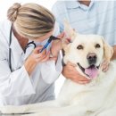 펫바이블 이미지