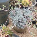 흙사랑 다육식물농원 이미지