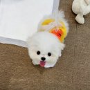 소문켄넬 네이버블로그