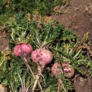 마카네이쳐 이미지