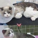 아따멍멍 미용앤호텔 | 미사 고양이 미용 호텔 묘미앤 추천 및 후기 리뷰
