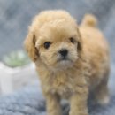 아이러브펫 동물병원 이미지