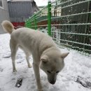 흰그루밍 이미지