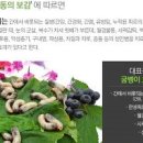 굼벵이 효능 굼벵이환 굼벵이즙 먹는법 이미지