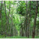 고무나무 (Rubber Tree)