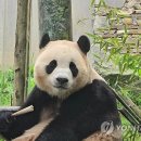 판다 이미지