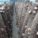 신석농장 이미지