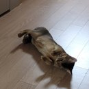 장수동물의료원 이미지