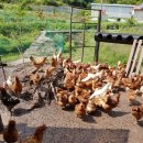 옥계농장 이미지