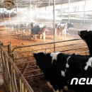 김대홍축산 이미지