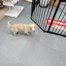 애견미용샵 조이 이미지