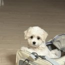 강아지분양 애견분양 퍼피플라워 중랑점 | 중랑구강아지분양 퍼피플라워 중랑점에서 내돈내산 말티푸 입양했어요