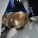 [충남·서천] 너뱅이등대횟집 : 봄 제철 쭈꾸미 샤브샤브 오션뷰 홍원항 횟집, 애견동반