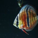 내외로R 이미지