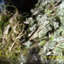 향-고향의 정 이미지