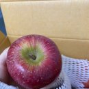 은골농장 | 팜 사과, 지구네밤농원 밤, 매봉농장 토마토, 은골농원 호박고구마 후기 (feat. 밤껍질 쉽게 까는 방법)